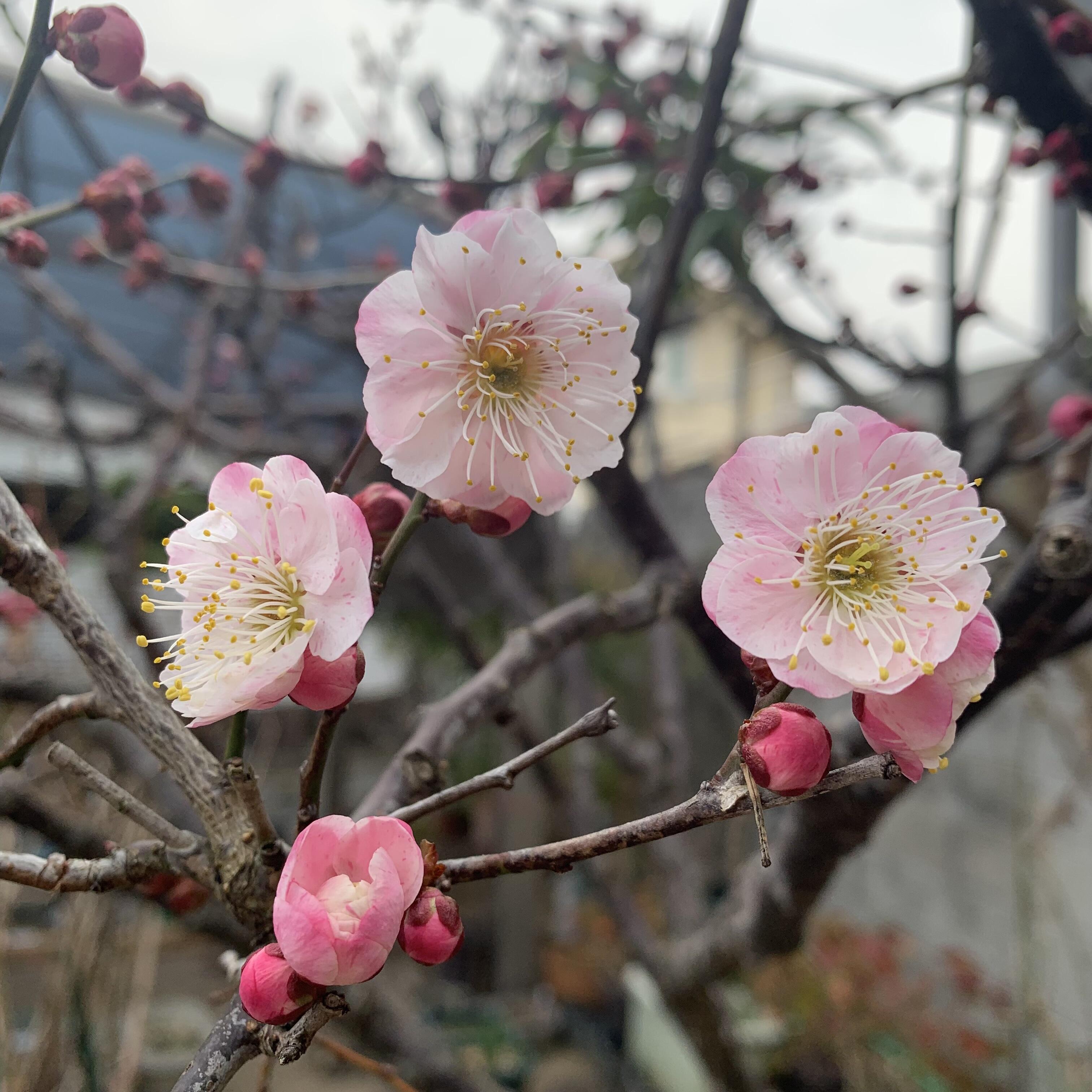 https://www.nb-net.or.jp/blog/hitorigoto/IMG_4022.jpeg