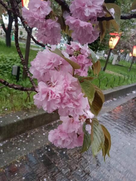 https://www.nb-net.or.jp/blog/hitorigoto/img/1b0cf05f1e4ce0601e4e18ea6541f0fc4c87e27d.jpg