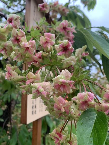 https://www.nb-net.or.jp/blog/hitorigoto/img/S__103088163_0.jpg